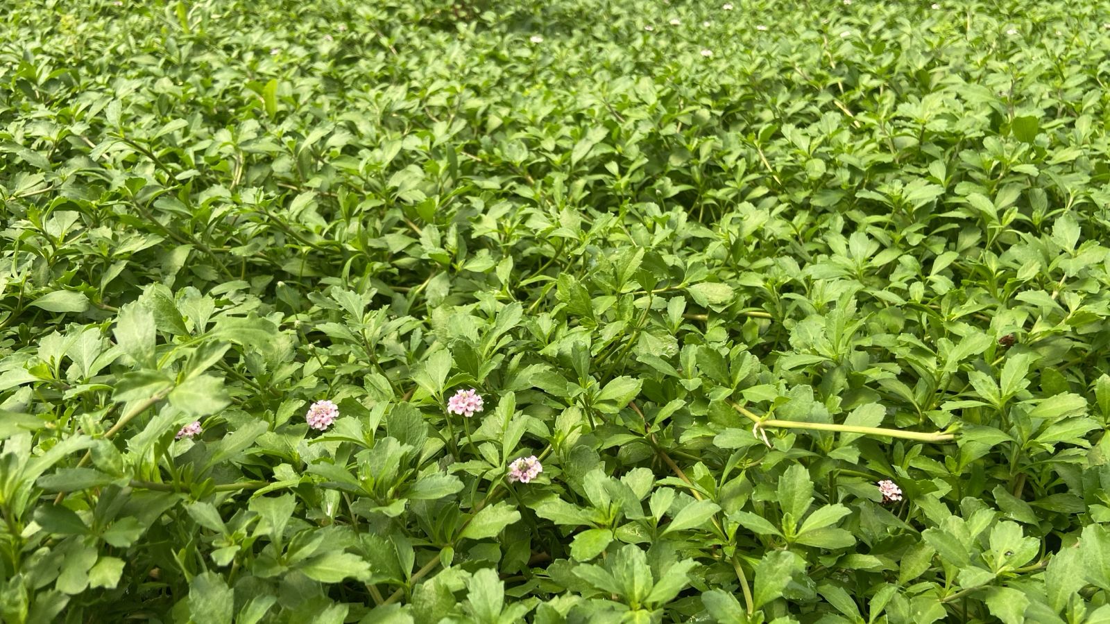 Proyecto Tiqui Tiqui 08